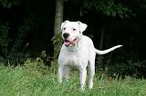 DOGUE ARGENTIN 456